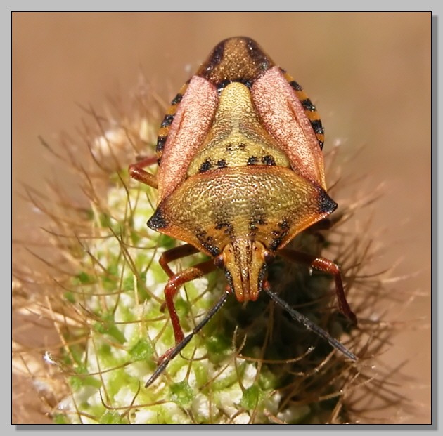 Carpocoris mediterraneus mediterraneus